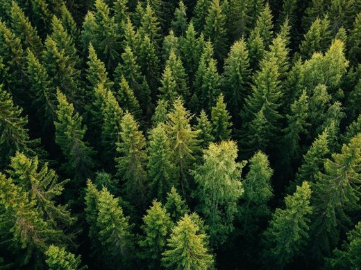 Unser Hotel in Söll/Österreich: eine spannende Geschichte Luftaufnahme eines dichten grünen Nadelwaldes