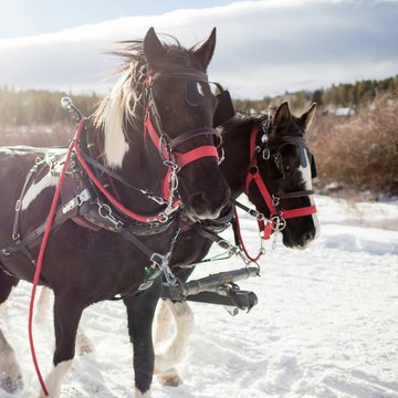 Urlaub in Söll mit Kindern oder als Pärchen Pferde mit rotem Geschirr ziehen rote Kutsche im Schnee