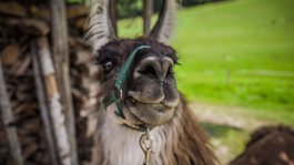 Sommer am Wilden Kaiser: Wandern und mehr Nahaufnahme eines Lamas mit grünem Halfter vor Holzhaufen und grüner Wiese